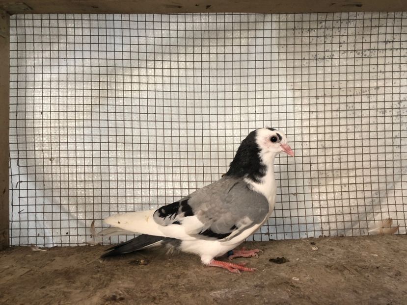 16276/18 - 3-lot zbor 2020