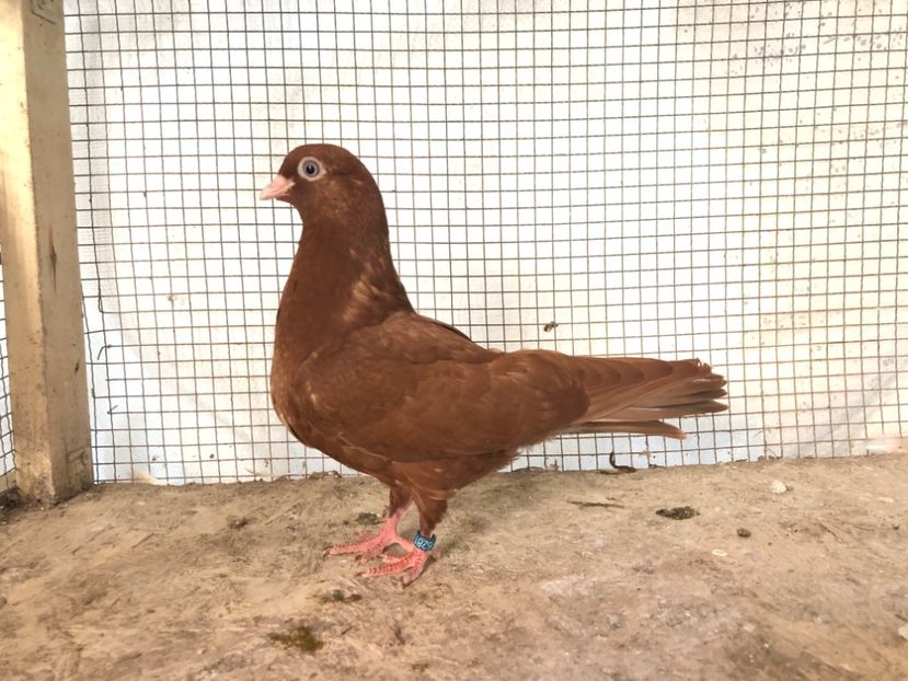 16281/18 - 3-lot zbor 2020