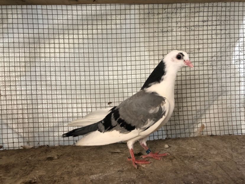 16269/18 - 3-lot zbor 2020