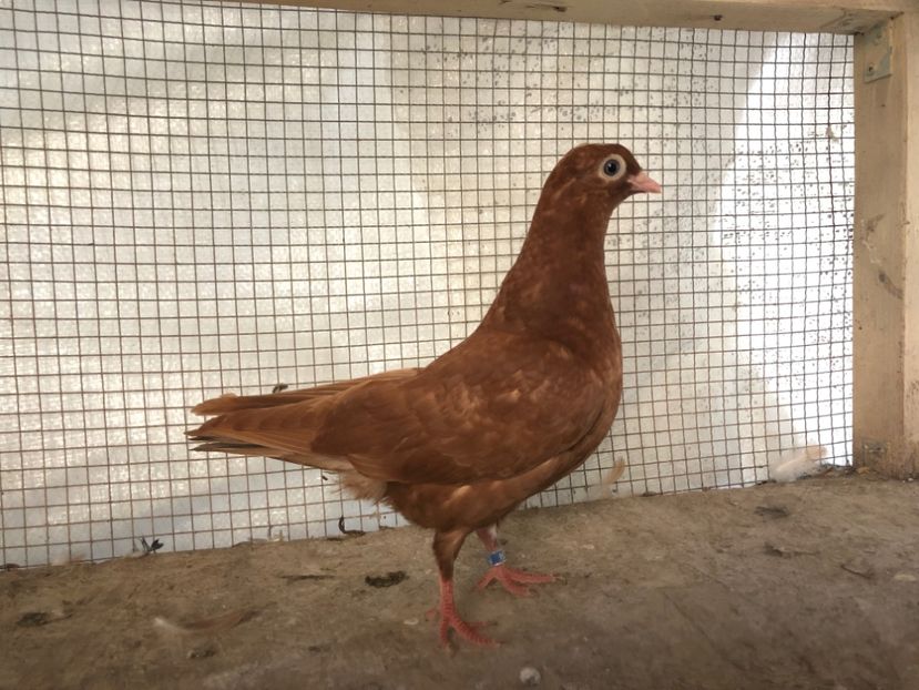 104/18 - 3-lot zbor 2020