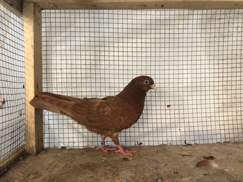 147/18 - 3-lot zbor 2020