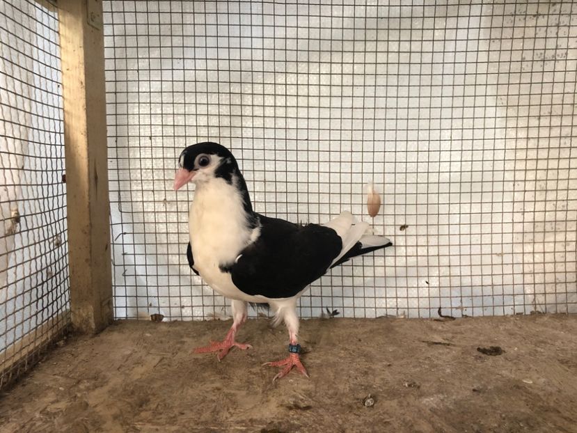 16274/18 - 3-lot zbor 2020