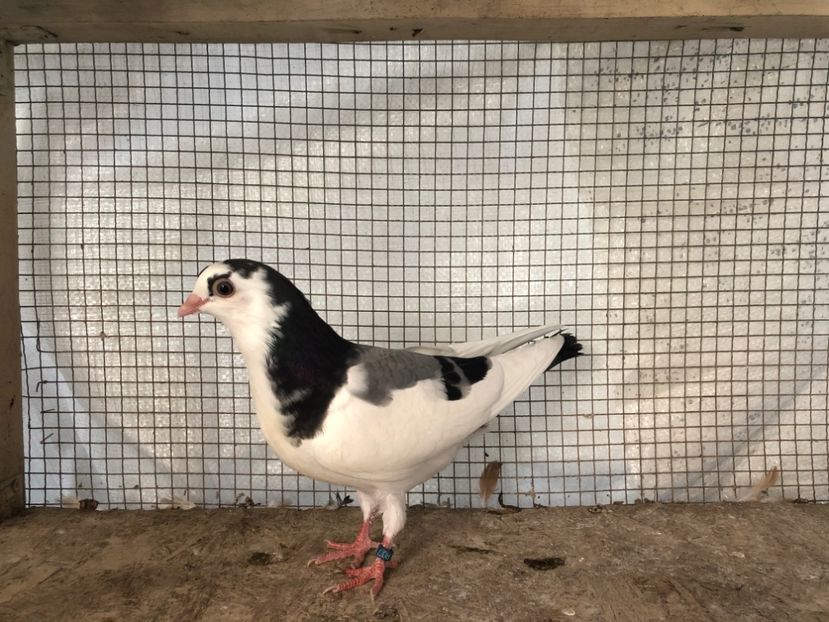 16263/18 - 3-lot zbor 2020