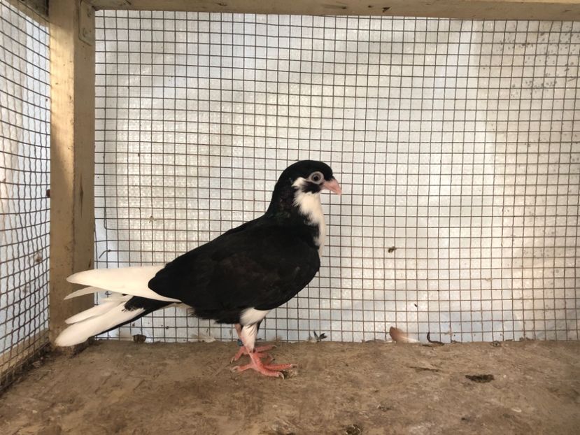 16280/18 - 3-lot zbor 2020