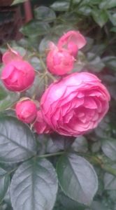 iunie 2020 , prima inflorire - Pomponella