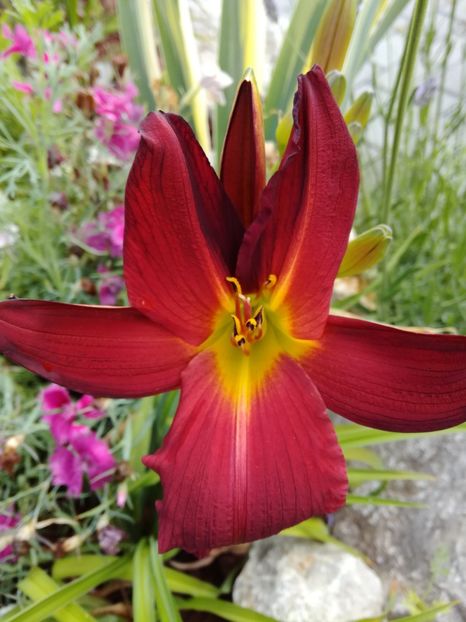  - Hemerocallis 2020