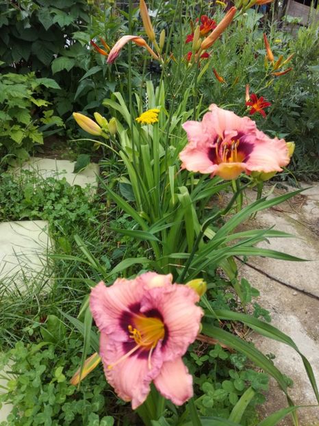  - Hemerocallis 2020