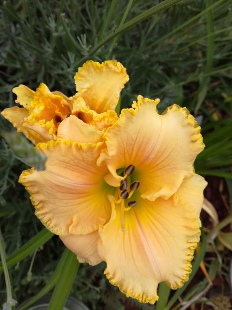  - Hemerocallis 2020