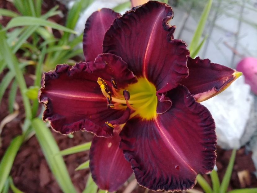  - Hemerocallis 2020