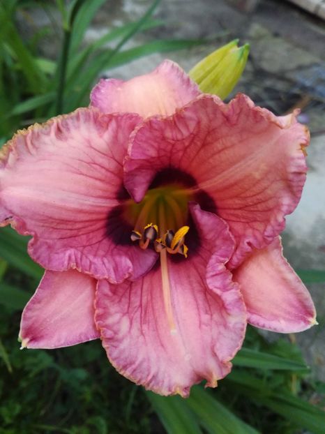  - Hemerocallis 2020