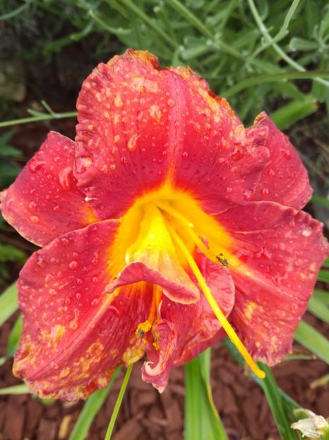  - Hemerocallis 2020