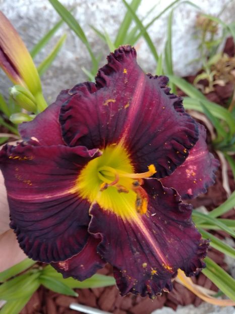  - Hemerocallis 2020