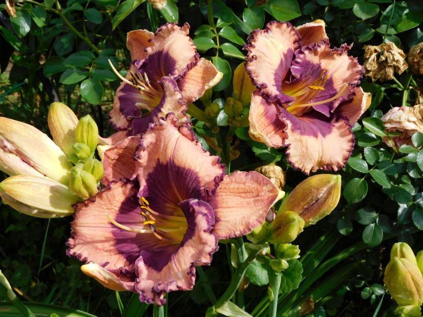 Zahadom - xx Colectie hemerocallis