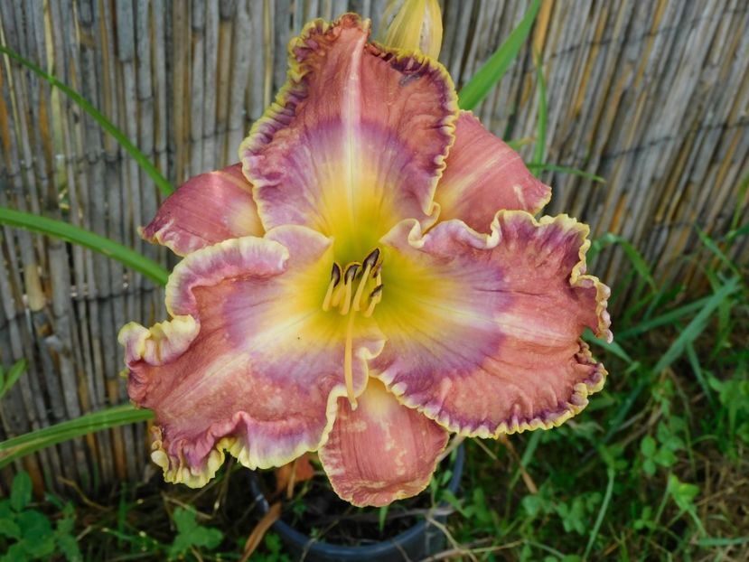 Mexicali blues - xx Colectie hemerocallis