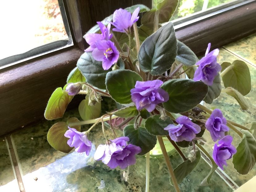 A29F4F04-CA96-4689-9B0D-4EE4CED567AB - Joli Concerto