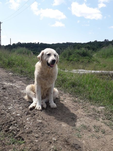  - D1- CAINI CIOBANESTI DIN ZONA