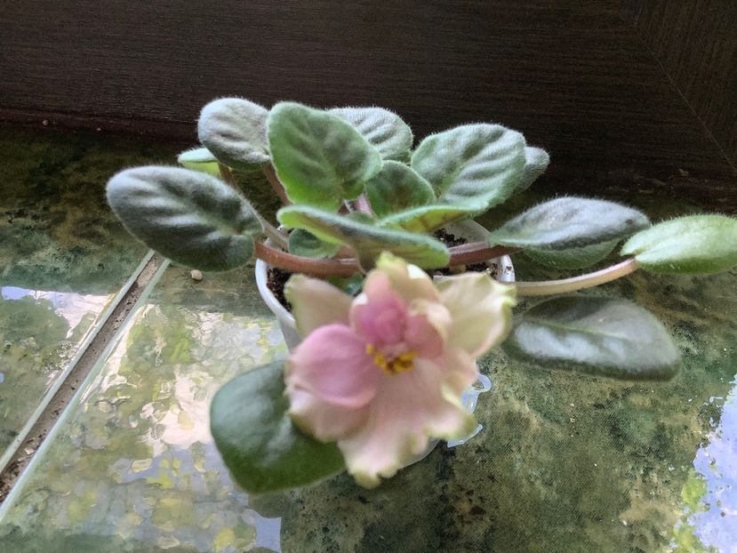 9DC0F178-DF10-4FF9-B3FB-559DE6809355 - LE Pink Muscat