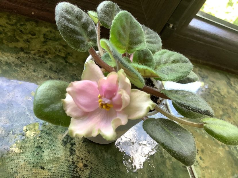 88F4242B-2A84-4A80-9E07-D81AB9566164 - LE Pink Muscat