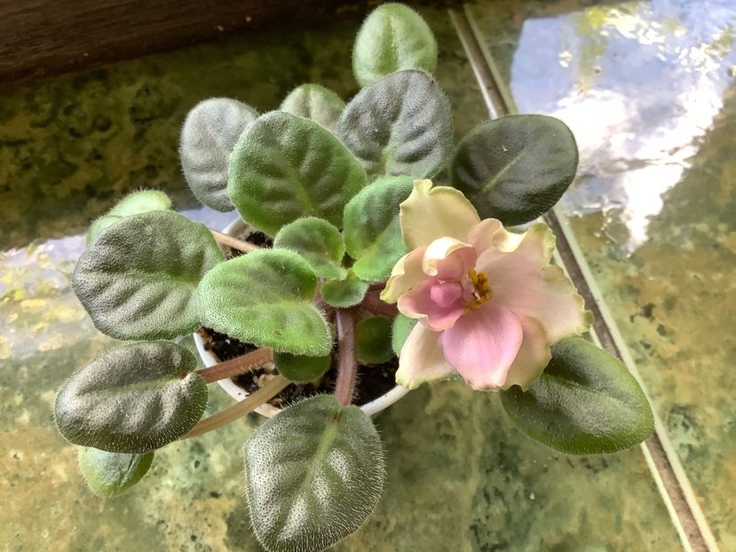 2D3087C1-7FAE-4AC4-945C-6E625B8B8D23 - LE Pink Muscat