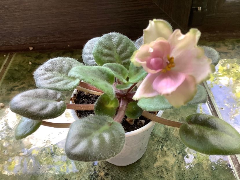 652E4ABB-63BE-4AF4-AEB6-E7629042FFD2 - LE Pink Muscat