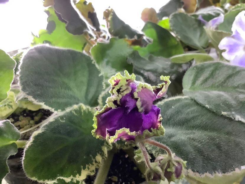  - LE Nochnoe Randevu