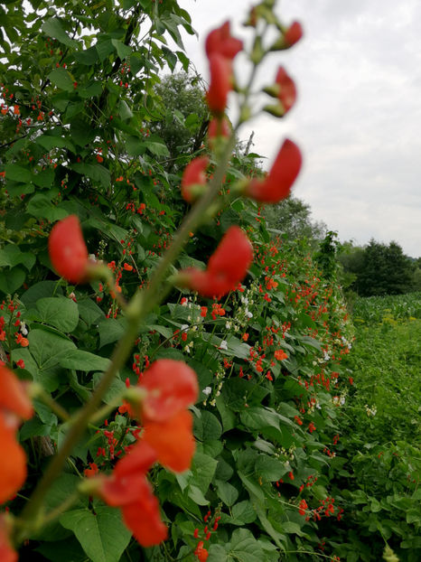  - 03 Gradina de legume 2020