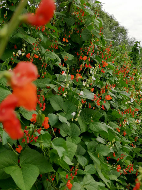  - 03 Gradina de legume 2020