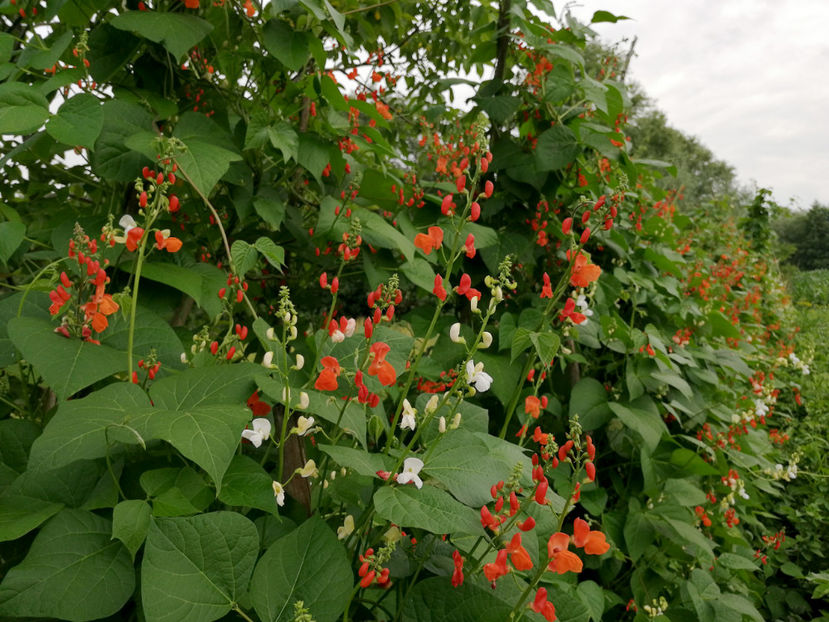  - 03 Gradina de legume 2020