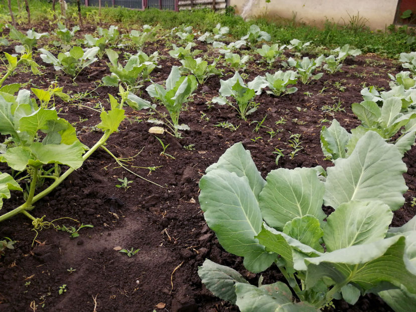  - 03 Gradina de legume 2020