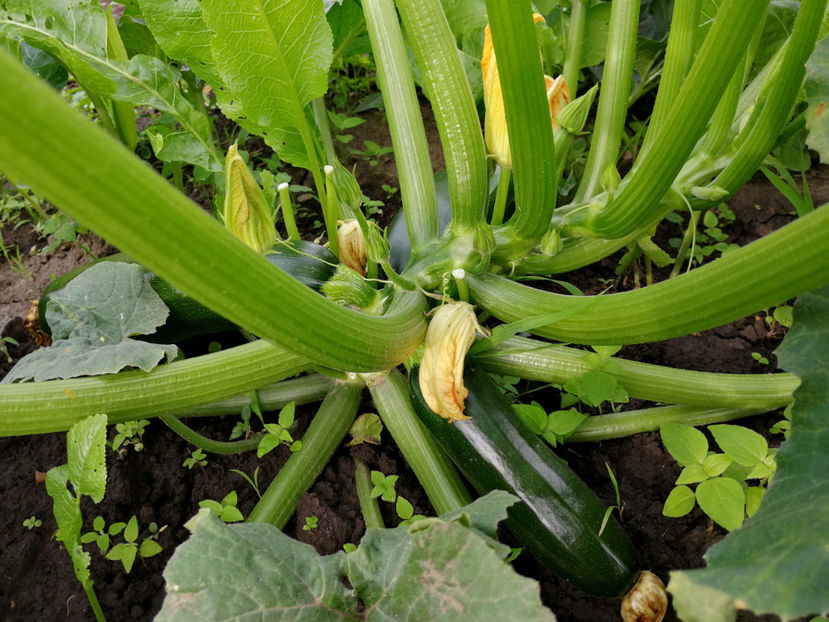  - 03 Gradina de legume 2020