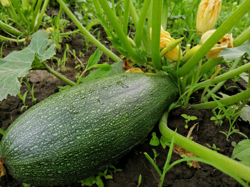  - 03 Gradina de legume 2020