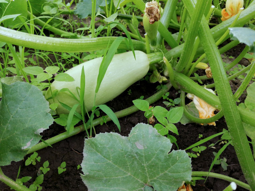  - 03 Gradina de legume 2020