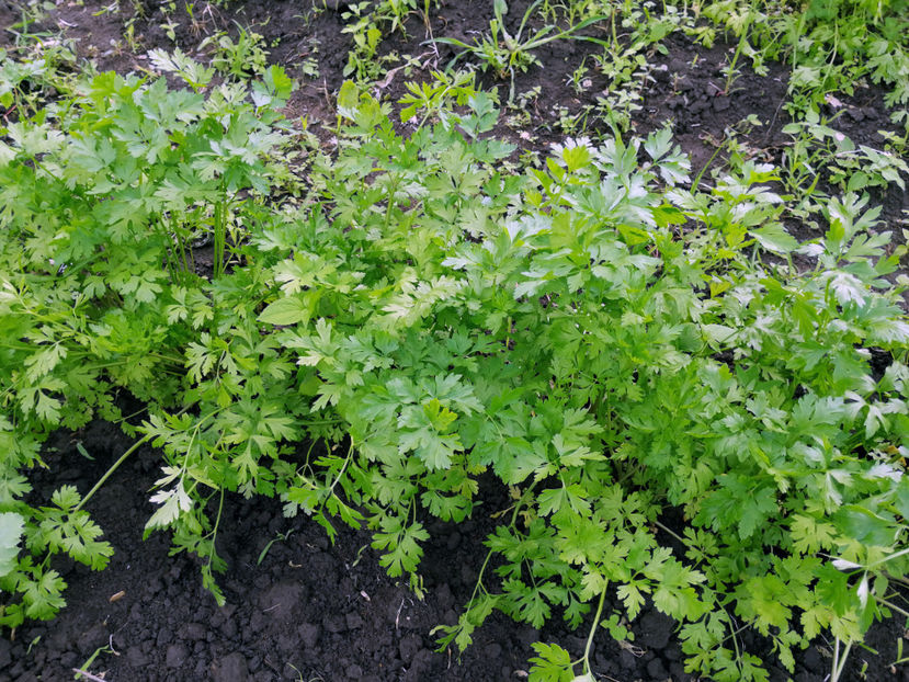  - 03 Gradina de legume 2020