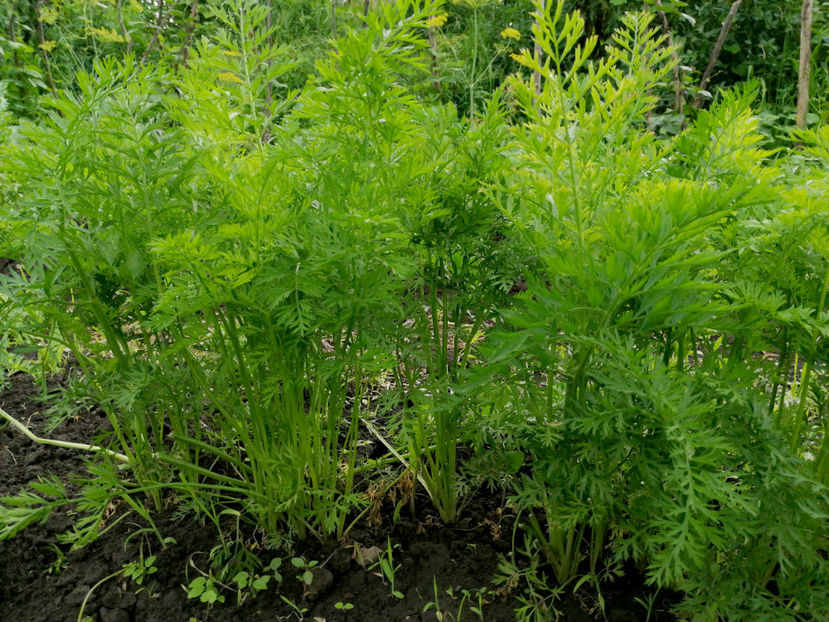  - 03 Gradina de legume 2020