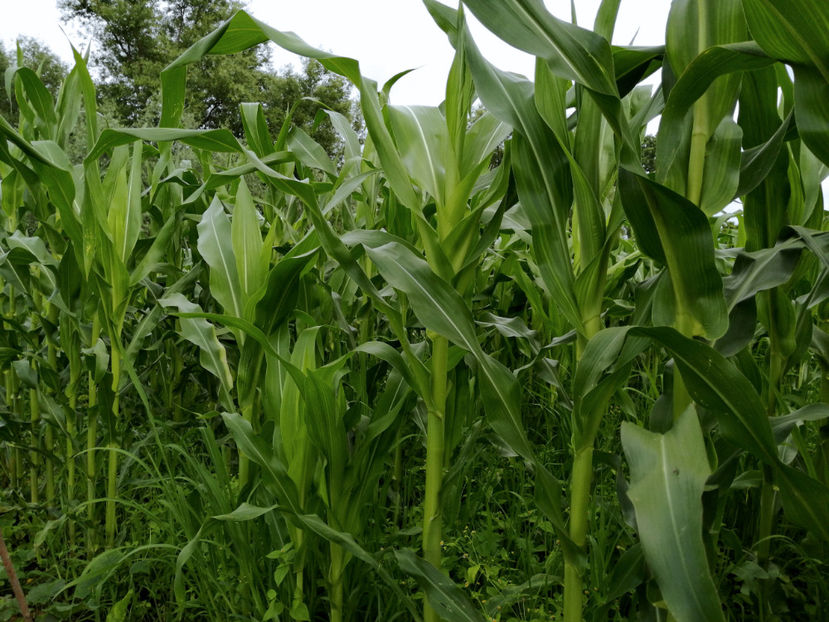  - 03 Gradina de legume 2020