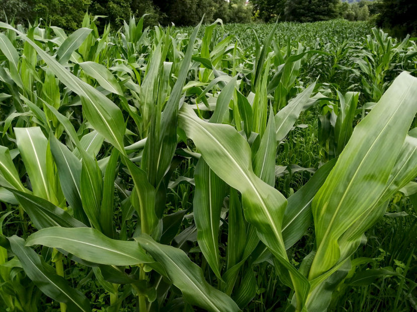  - 03 Gradina de legume 2020