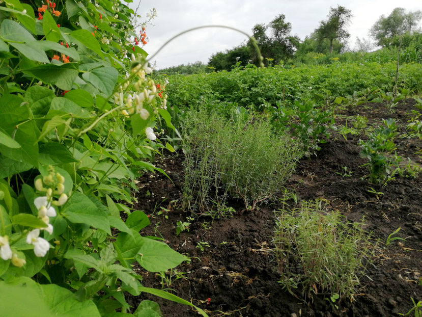  - 03 Gradina de legume 2020