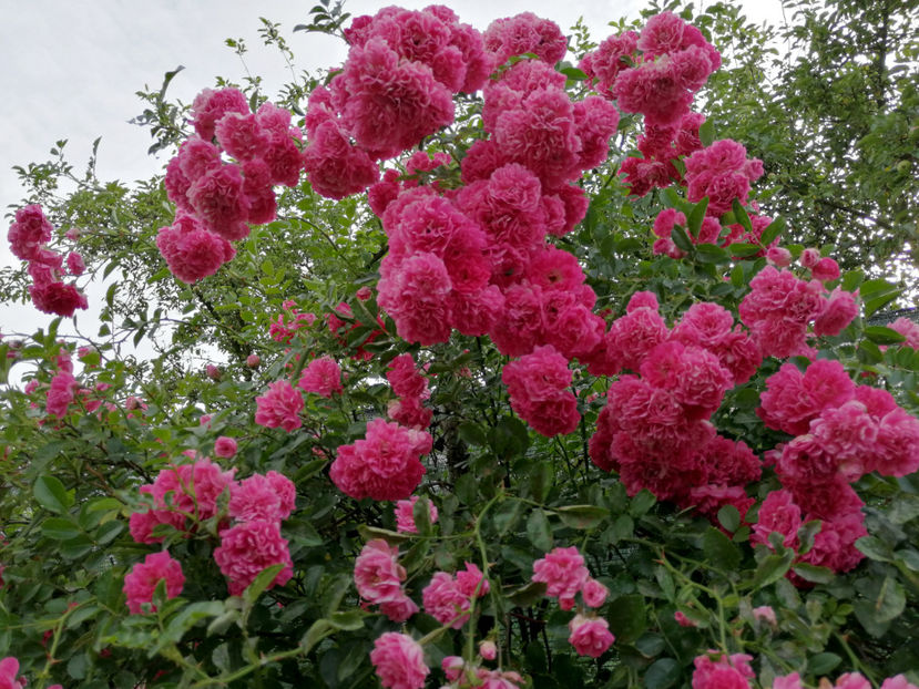  - 04 Gradina de flori 2020