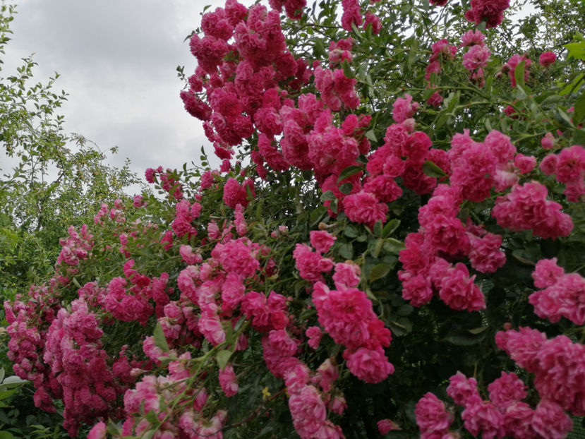  - 04 Gradina de flori 2020