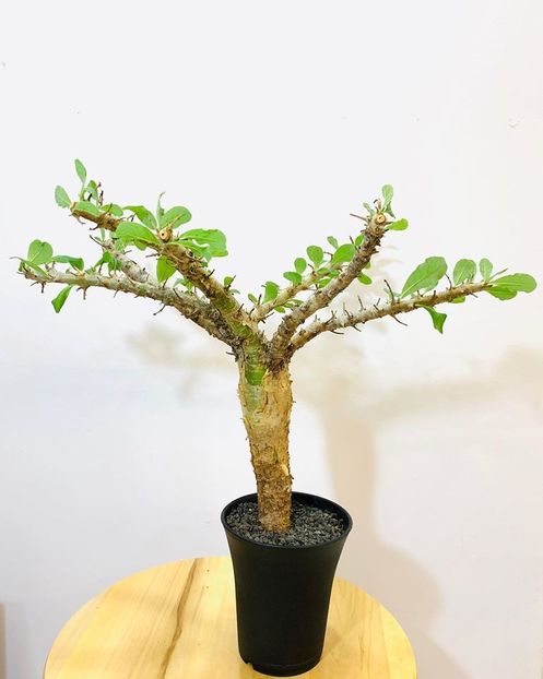Sesamothamnus busseanus - Whish list pentru viata urmatoare2