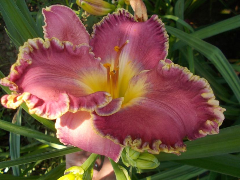  - Hemerocallis 2020