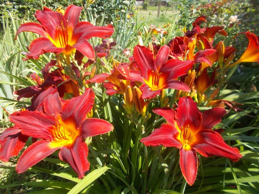 CAREY QUEEN - Hemerocallis 2020