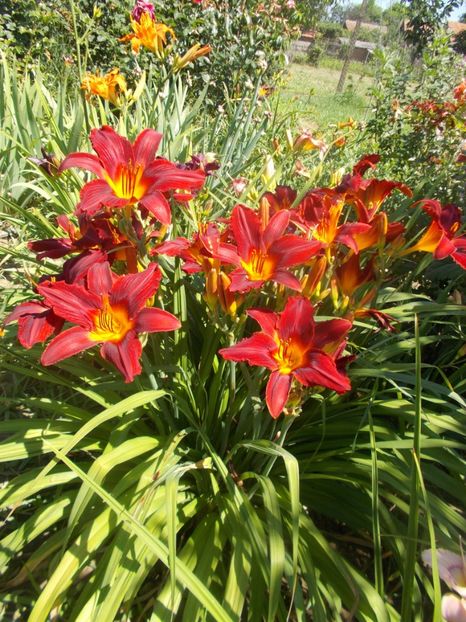  - Hemerocallis 2020