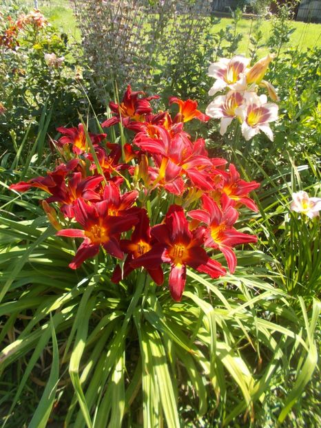  - Hemerocallis 2020