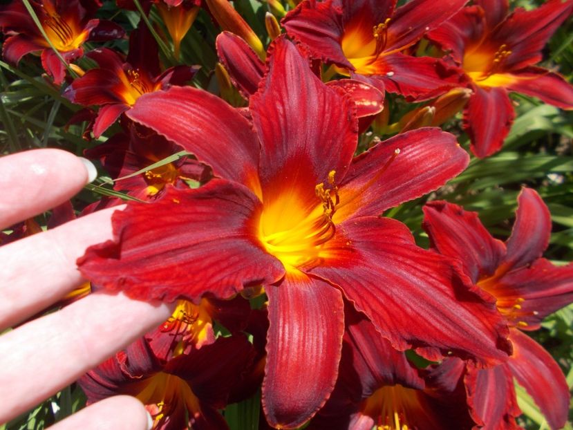  - Hemerocallis 2020