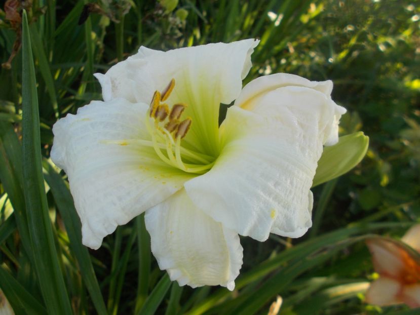 GENTLE SHEPHERD - Hemerocallis 2020