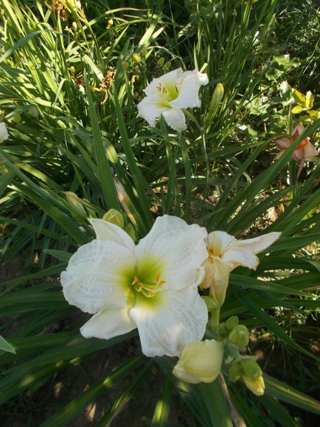  - Hemerocallis 2020