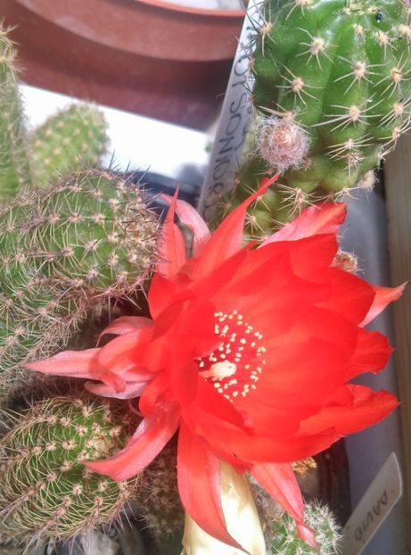  - Cactusi suculente 2020