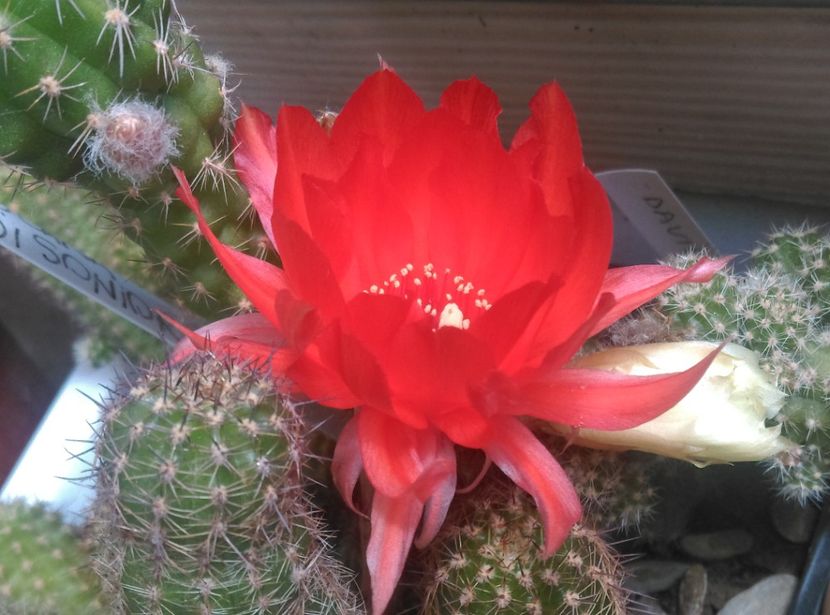  - Cactusi suculente 2020