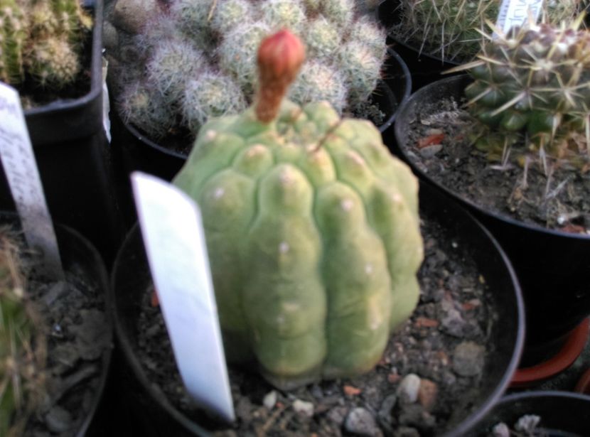  - Cactusi suculente 2020